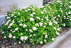 Fritschiana Spirea (Spiraea fritschiana) at Parkland Garden Centre