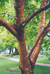 Amur Cherry (Prunus maackii) at Parkland Garden Centre