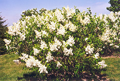 Mount Baker Lilac (Syringa x hyacinthiflora 'Mount Baker') at Parkland Garden Centre