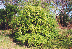 Cherry Prinsepia (Prinsepia sinensis) at Parkland Garden Centre