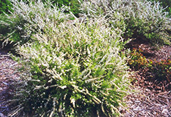Dwarf Garland Spirea (Spiraea x arguta 'Compacta') at Parkland Garden Centre