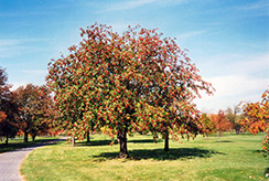 Oakleaf Mountain Ash (Sorbus x hybrida) at Parkland Garden Centre