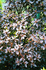 P.J.M. Elite Rhododendron (Rhododendron 'P.J.M. Elite') at Parkland Garden Centre