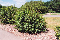 Bailey Compact Amur Maple (Acer ginnala 'Bailey Compact') at Parkland Garden Centre