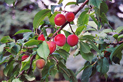 Tecumseh Plum (Prunus 'Tecumseh') at Parkland Garden Centre