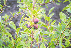 Sapalta Cherry-Plum (Prunus 'Sapalta') at Parkland Garden Centre