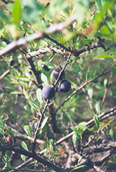 Opata Cherry-Plum (Prunus 'Opata') at Parkland Garden Centre