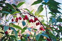 Cherry Prinsepia (Prinsepia sinensis) at Parkland Garden Centre