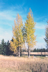 Prairie Sky Poplar (Populus 'Prairie Sky') at Parkland Garden Centre