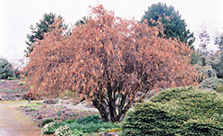 Harry Lauder's Walking Stick (Corylus avellana 'Contorta') at Parkland Garden Centre