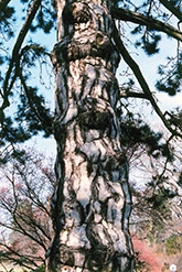 Austrian Pine (Pinus nigra) at Parkland Garden Centre