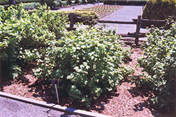 Red Lake Red Currant (Ribes rubrum 'Red Lake') at Parkland Garden Centre