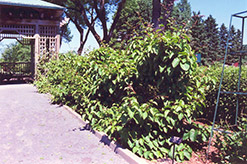 Issai Hardy Kiwi (Actinidia arguta 'Issai') at Parkland Garden Centre