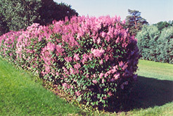 Minuet Lilac (Syringa x prestoniae 'Minuet') at Parkland Garden Centre