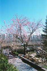Westcot Apricot (Prunus mandshurica 'Westcot') at Parkland Garden Centre