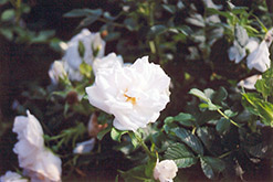 Blanc Double de Coubert Rose (Rosa 'Blanc Double de Coubert') at Parkland Garden Centre