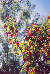 Embers Amur Maple (Acer ginnala 'Embers') at Parkland Garden Centre