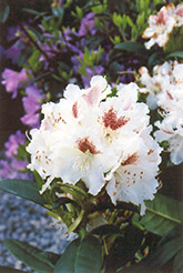 Peter Tigerstedt Rhododendron (Rhododendron 'Peter Tigerstedt') at Parkland Garden Centre