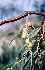 Russian Olive (Elaeagnus angustifolia) at Parkland Garden Centre