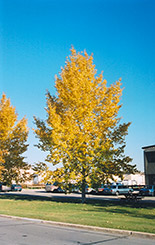 Northwest Poplar (Populus x jackii 'Northwest') at Parkland Garden Centre