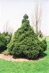 Ohlendorf Spruce (Picea abies 'Ohlendorfii') at Parkland Garden Centre