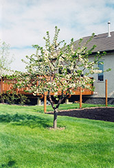 Evans Cherry (Prunus 'Evans') at Parkland Garden Centre