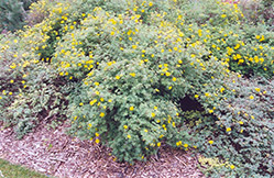 Yellow Gem Potentilla (Potentilla fruticosa 'Yellow Gem') at Parkland Garden Centre