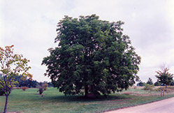 Black Walnut (Juglans nigra) at Parkland Garden Centre