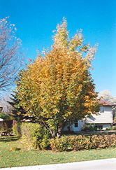 Oakleaf Mountain Ash (Sorbus x hybrida) at Parkland Garden Centre