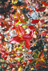 Northsky Blueberry (Vaccinium 'Northsky') at Parkland Garden Centre