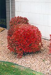 Bailey Compact Highbush Cranberry (Viburnum trilobum 'Bailey Compact') at Parkland Garden Centre