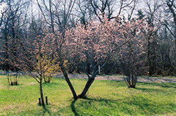 M604 Apricot (Prunus mandshurica 'M604') at Parkland Garden Centre