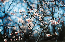 M604 Apricot (Prunus mandshurica 'M604') at Parkland Garden Centre