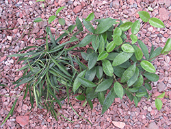 Jade Wax Plant (Hoya carnosa 'Jade') at Parkland Garden Centre