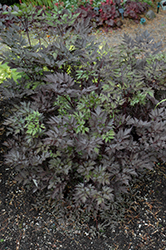 Black Negligee Bugbane (Actaea racemosa 'Black Negligee') at Parkland Garden Centre