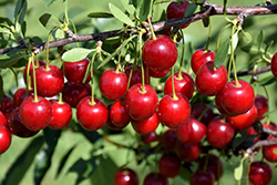 Crimson Passion Cherry (tree form) (Prunus 'Crimson Passion (tree form)') at Parkland Garden Centre