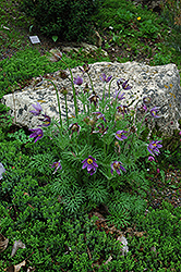 Pasqueflower (Pulsatilla vulgaris) at Parkland Garden Centre