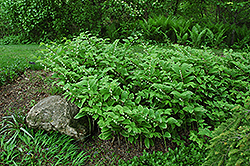 Variegated Solomon's Seal (Polygonatum odoratum 'Variegatum') at Parkland Garden Centre