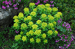 Cushion Spurge (Euphorbia polychroma) at Parkland Garden Centre