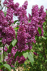 Ludwig Spaeth Lilac (Syringa vulgaris 'Ludwig Spaeth') at Parkland Garden Centre