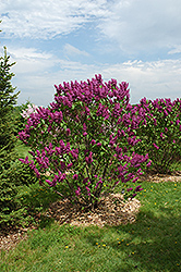 Ludwig Spaeth Lilac (Syringa vulgaris 'Ludwig Spaeth') at Parkland Garden Centre