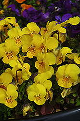 Penny Yellow Pansy (Viola cornuta 'Penny Yellow') at Parkland Garden Centre