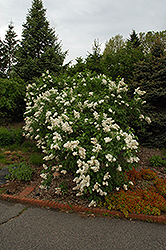 Mme. Lemoine Lilac (Syringa vulgaris 'Mme. Lemoine') at Parkland Garden Centre