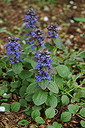 Caitlin's Giant Bugleweed (Ajuga reptans 'Caitlin's Giant') at Parkland Garden Centre