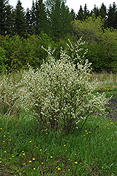 Honeywood Saskatoon (Amelanchier alnifolia 'Honeywood') at Parkland Garden Centre