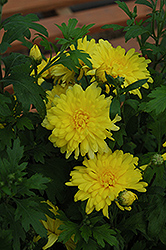 Morden Canary Chrysanthemum (Chrysanthemum 'Morden Canary') at Parkland Garden Centre
