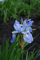 Emperor Siberian Iris (Iris sibirica 'Emperor') at Parkland Garden Centre