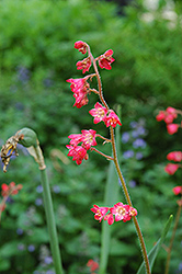 Splendens Coral Bells (Heuchera sanguinea 'Splendens') at Parkland Garden Centre