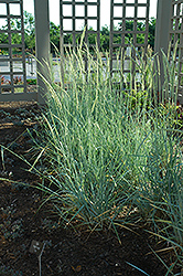 Blue Dune Lyme Grass (Leymus arenarius 'Blue Dune') at Parkland Garden Centre