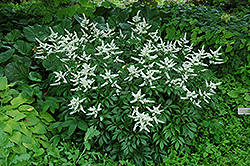 Bridal Veil Astilbe (Astilbe x arendsii 'Bridal Veil') at Parkland Garden Centre